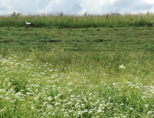 75,5 arų ir 125 a sklypai 17 km nuo Vilniaus ribos su beržynu ir upe
