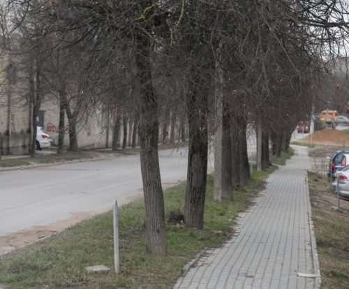 Kuriant bulvarą Paplaujos rajone atnaujinami ir želdiniai