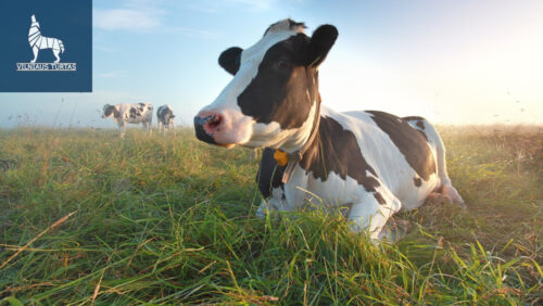 Žemės sklypas  Vymančių k.,
