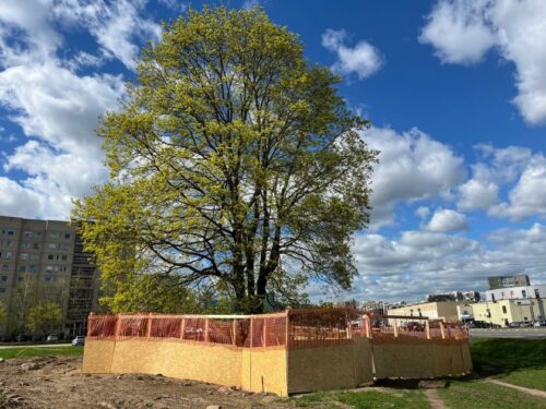 Ukmergės gatvės klevo istorija – statybos derinamos prie medžio, o ne atvirkščiai