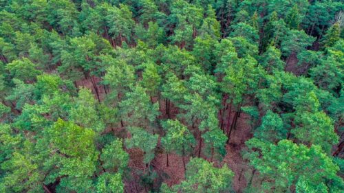 Parduodama namo dalis pušyno apsuptoje vietoje – Panemunėje, Gailutės