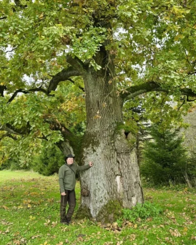 Arboristas Renaldas Žilinskas: „Ne pasodinti reikia, o užauginti“. Specialistas paaiškina, kokią vertę kuria brandūs medžiai ir kaip juos prižiūrėti