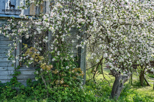 2 kambarių namas  Giedraičių mstl., Vilniaus g.