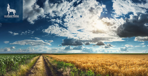 Žemės sklypas  Kiemėnų k.,