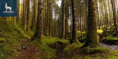 Žemės sklypas  Mickeliūnų k.,